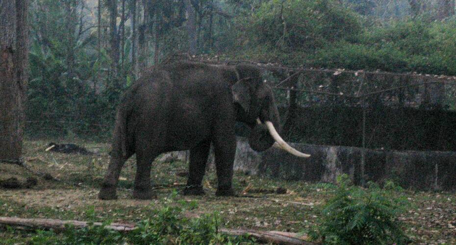 Mykkara Homestay, Wayanad 5